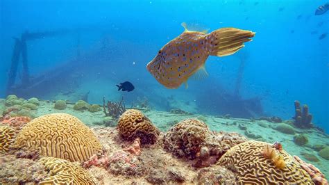 Best Barbados Free Snorkeling Spots and Diving - YouTube