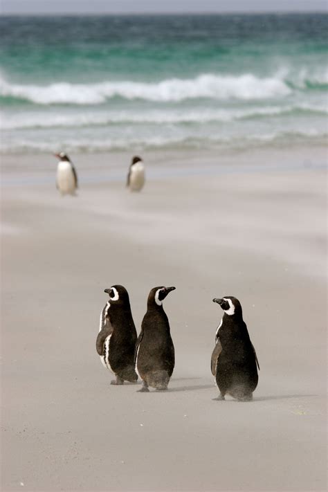 Magellanic penguins stay together in flocks as they hunt for food. They join larger colonies on ...