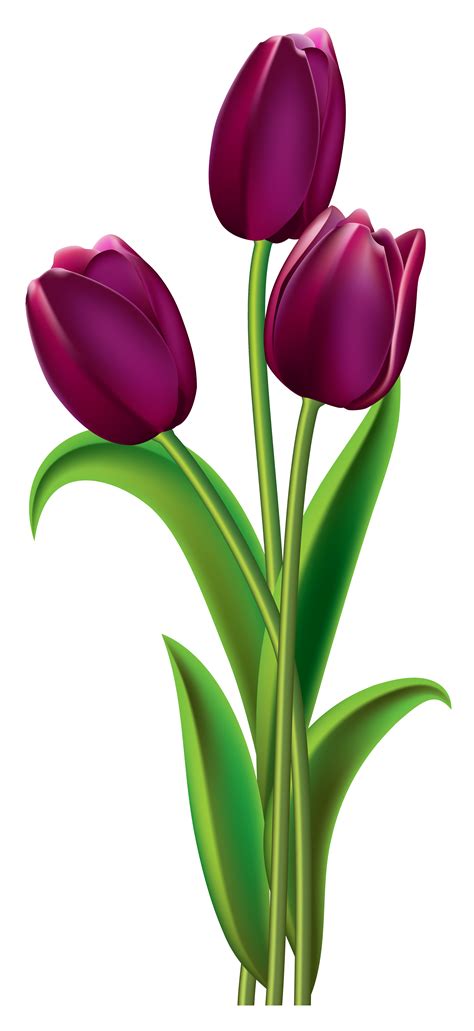 tulips clipart transparent background free 10 free Cliparts | Download images on Clipground 2024