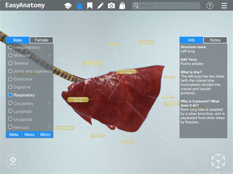 Anatomy of the Canine Respiratory System - EasyAnatomy