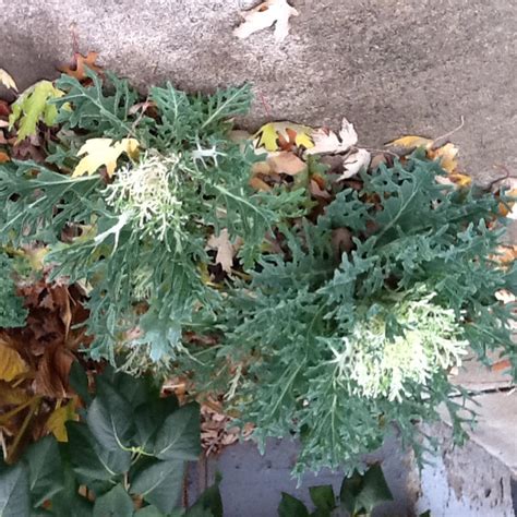 Peacock White Flowering Kale