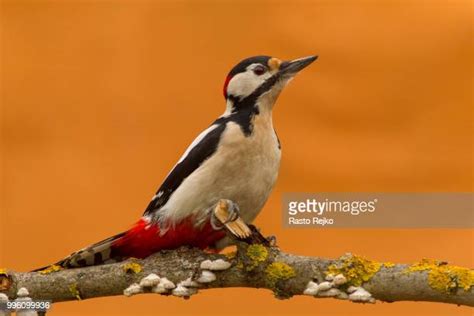 Spotted Woodpecker Photos and Premium High Res Pictures - Getty Images