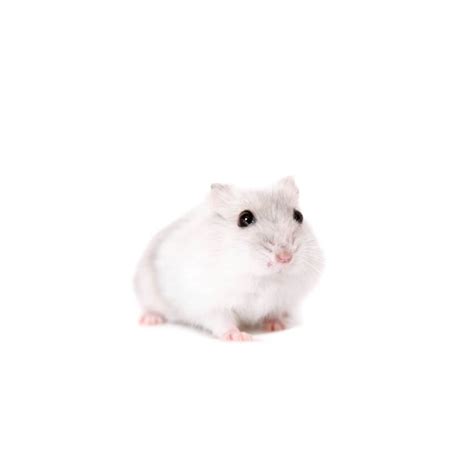 Albums 91+ Background Images Pictures Of Winter White Hamsters Completed