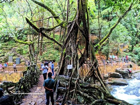 The extraordinary Living Root Bridge in Meghalaya, India - A Revolving Compass...