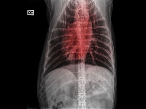 Bronchitis In Dogs - Animal Infirmary Veterinary Clinic