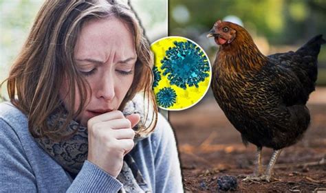 Bird Flu Symptoms In Humans : Df5wuat Pcjl2m / Avian influenza is rare ...