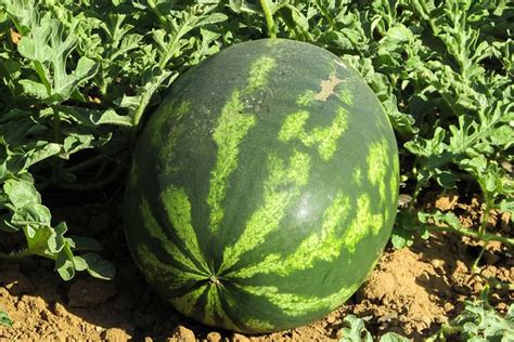 Watermelon: A Brief History // Missouri Environment and Garden News ...