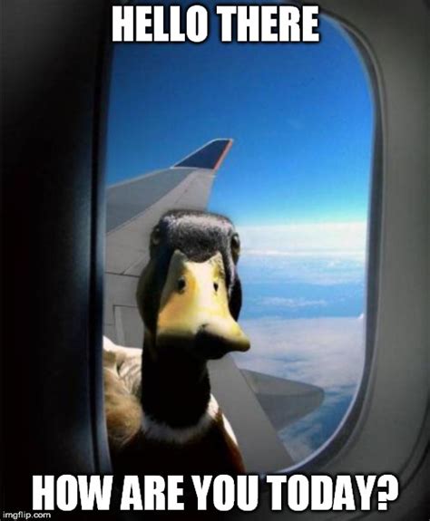 Image tagged in duck,flying,plane,soul stare,funny,how - Imgflip