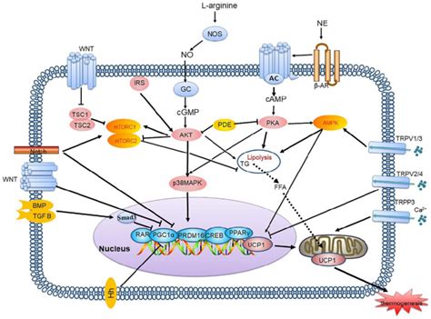 Thermogenesis signalling pathways network. Each signalling pathway... | Download Scientific Diagram