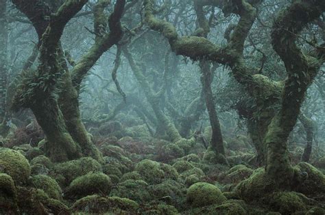 So Fangorn Forest does exist IRL! : r/lotr