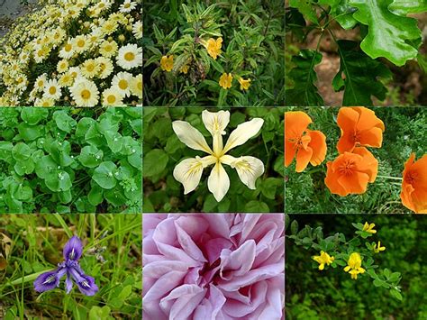 Galapagos: Flora de Galápagos