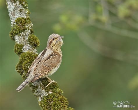 Eurasian Wryneck Photos, Eurasian Wryneck Images, Nature Wildlife Pictures | NaturePhoto