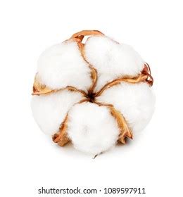 Cotton Plant Flower Isolated On White Stock Photo 1089597911 | Shutterstock