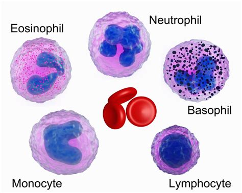 Eosinophilia - Elevation of Certain White Blood Cells