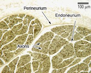 Peripheral Nerve Histology Labeled