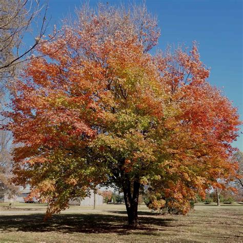 30 Most common Trees in Georgia - ProGardenTips