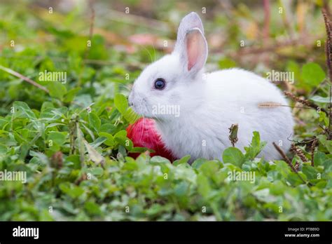 Incredible Compilation of Full 4K Cute Baby Images: 999+ Captivating Photos