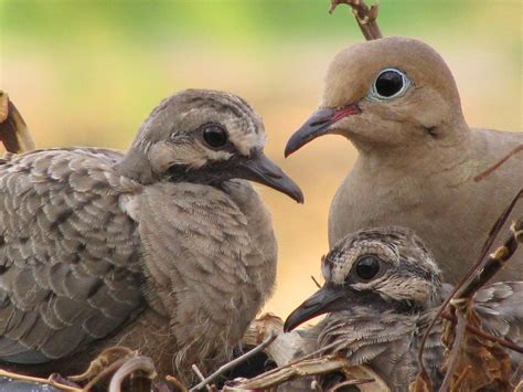 Unique Feeding Habits of Doves — Menunkatuck Audubon Society