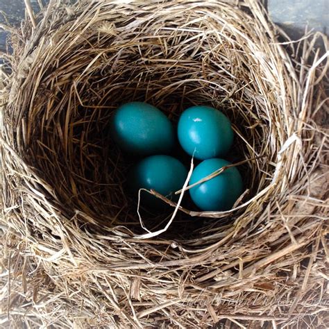 Robin Nest Photo, Bird Nest, Nursery Decor, Nature Photography, Cottage ...