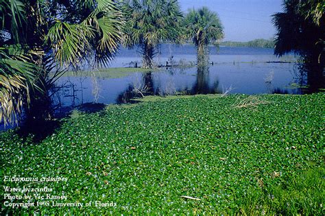 | Center for Aquatic and Invasive Plants | University of Florida, IFAS