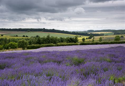 Photograph The Cotswolds Lavender Fields This Summer | ePHOTOzine