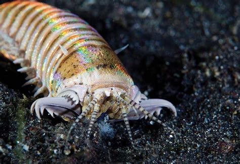 The Bobbit Worm is a terrifying species of bristle worm. It grows 6 ...