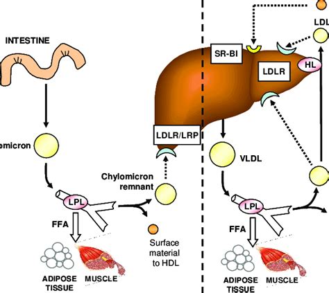 Introduction To Lipids And Lipoproteins Endotext NCBI, 50% OFF