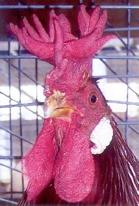 Sicilian Buttercup Chickens for Sale | Cackle Hatchery