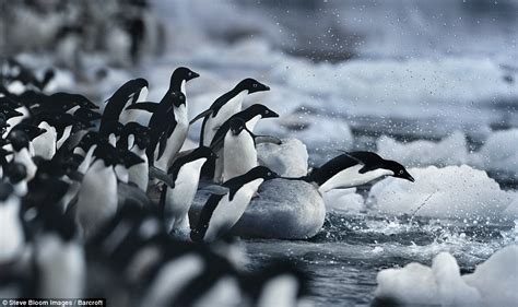 Penguins gather for breeding season on Paulet Island, Antarctica | Daily Mail Online