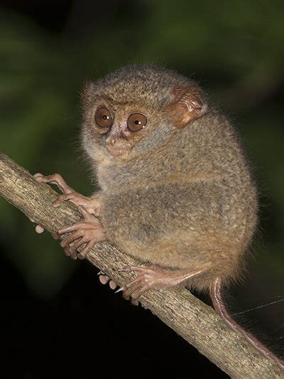 Gursky's Spectral Tarsier - Tarsius spectrumgurskyae