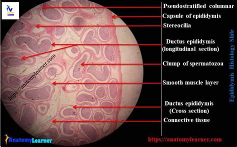 Epididymis Histology Slide and Identification Points with Labeled Diagram » AnatomyLearner ...