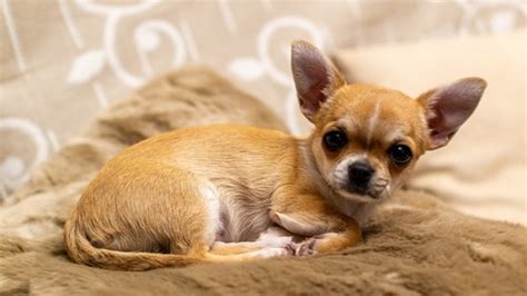 Top 10 smallest dog breeds in the world that will melt your heart ...