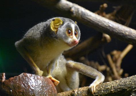 ZOOTOGRAFIANDO (6.057 ANIMALS): LORIS ESBELTO GRIS / GRAY SLENDER LORIS (Loris lydekkerianus)