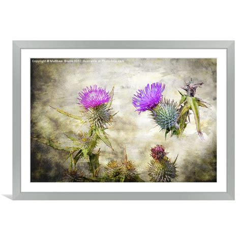 Scottish Thistle Picture Framed & Mounted Wall Art in Colour by Matthew ...