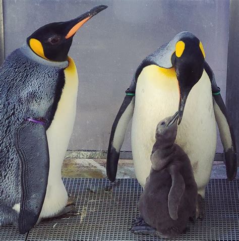 Emperor Penguin Chick Hatching