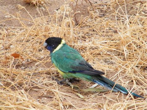 Mallee ringneck parrot | I remember seeing these birds in th… | Flickr