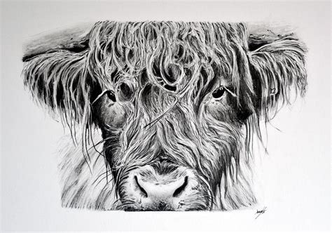 35+ Pencil Sketch Highland Cow Pencil Drawing Pics