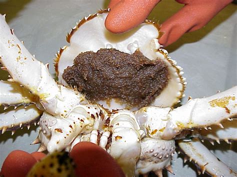 From Ocean to Plate: The Life of the Red King Crab - Earthzine