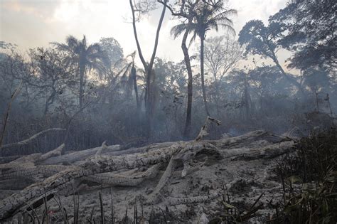 Amazon Deforestation, Once Tamed, Comes Roaring Back - The New York Times