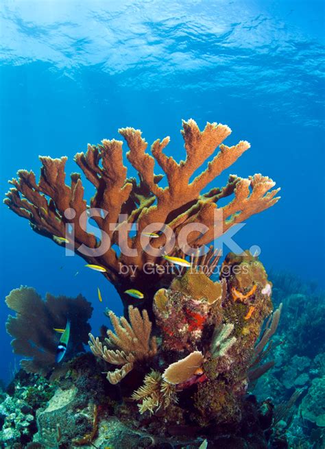 Underwater Coral Reef Elkhorn Stock Photo | Royalty-Free | FreeImages