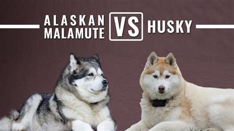 Alaskan Malamute Vs Husky - 10 Differences You Need To Know - Petmoo