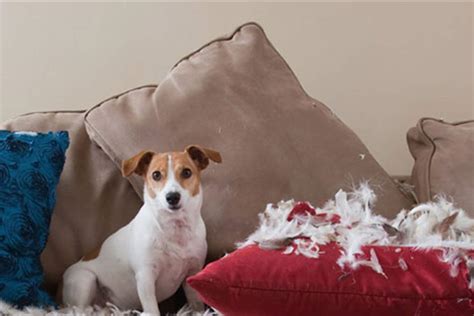 Pet sitting and dog separatation anxiety training - how to help your dog