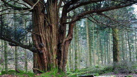 Great Knott Wood - Visiting Woods - Woodland Trust