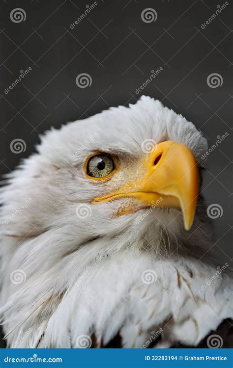 Bald Eagle Head close up stock photo. Image of prey, magnificent - 32283194