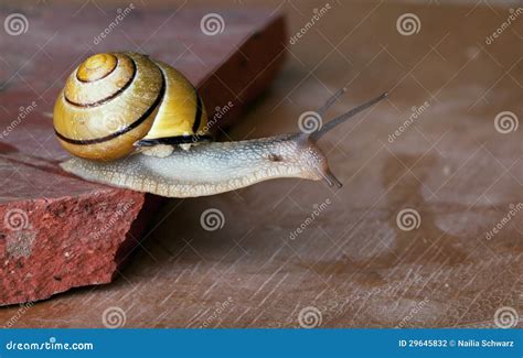 Snails stock photo. Image of size, opposites, small, animal - 29645832