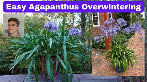 Agapanthus Winter Plant Care - YouTube