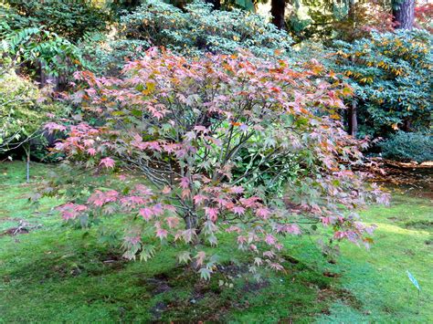 ‘Tsuma gaki’ Japanese Maple Has Glowing Spring Color — Seattle Japanese ...