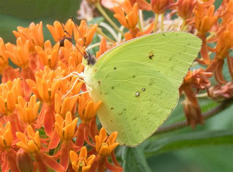 Cloudless Sulphur - Alabama Butterfly Atlas