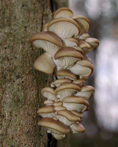 Oyster mushroom Facts, Health Benefits & Nutritional Value