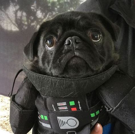 There Was a 'Star Wars' Pug Parade and All the Dogs Dressed Up